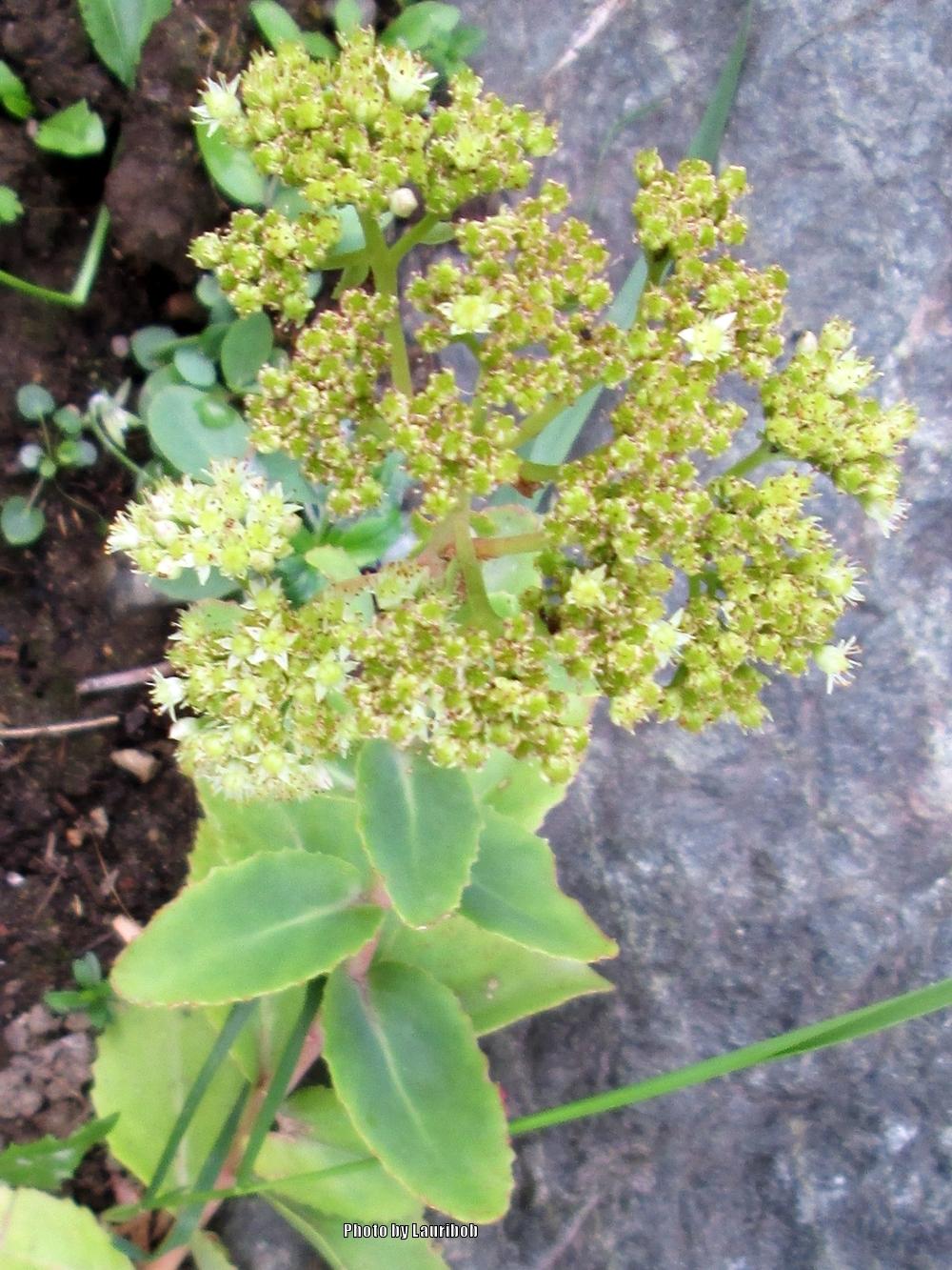 Photo of Showy Stonecrop (Hylotelephium maximum subsp. ruprechtii 'Citrus Twist') uploaded by lauribob