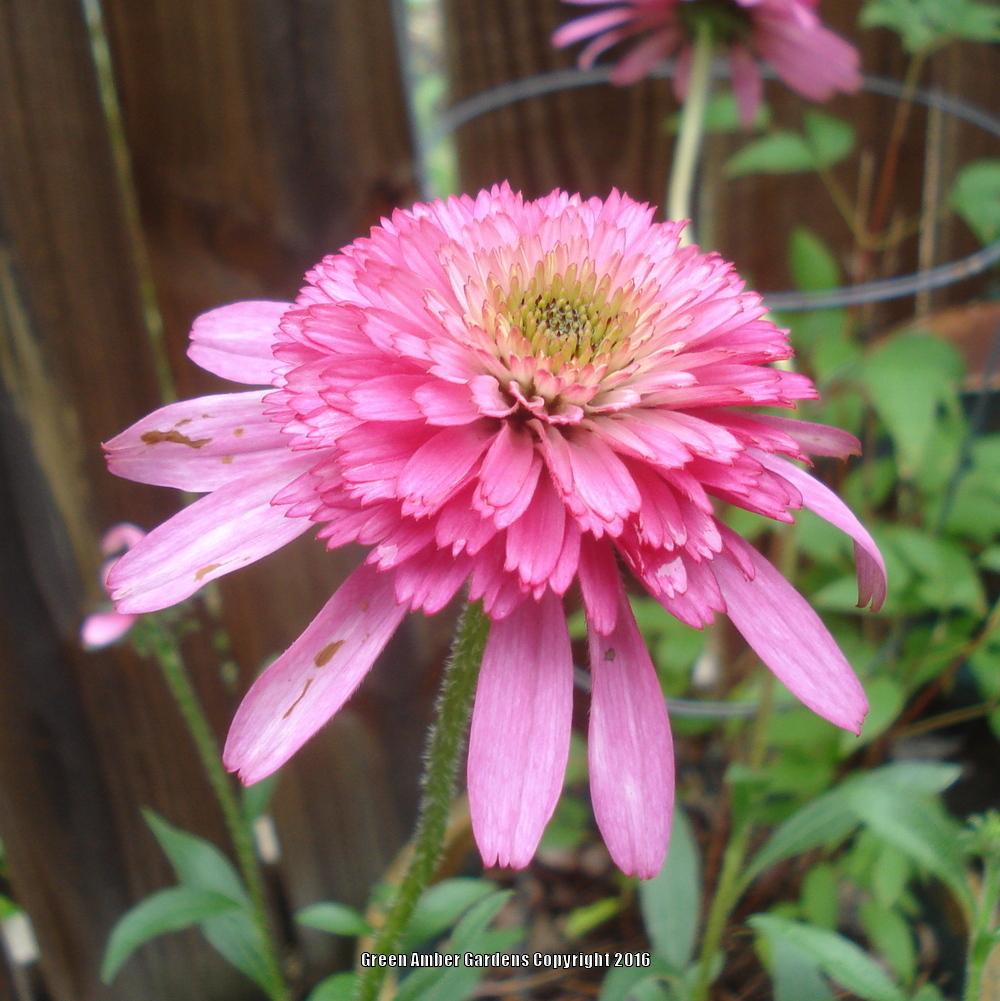 Photo of Coneflower (Echinacea 'Southern Belle') uploaded by lovemyhouse