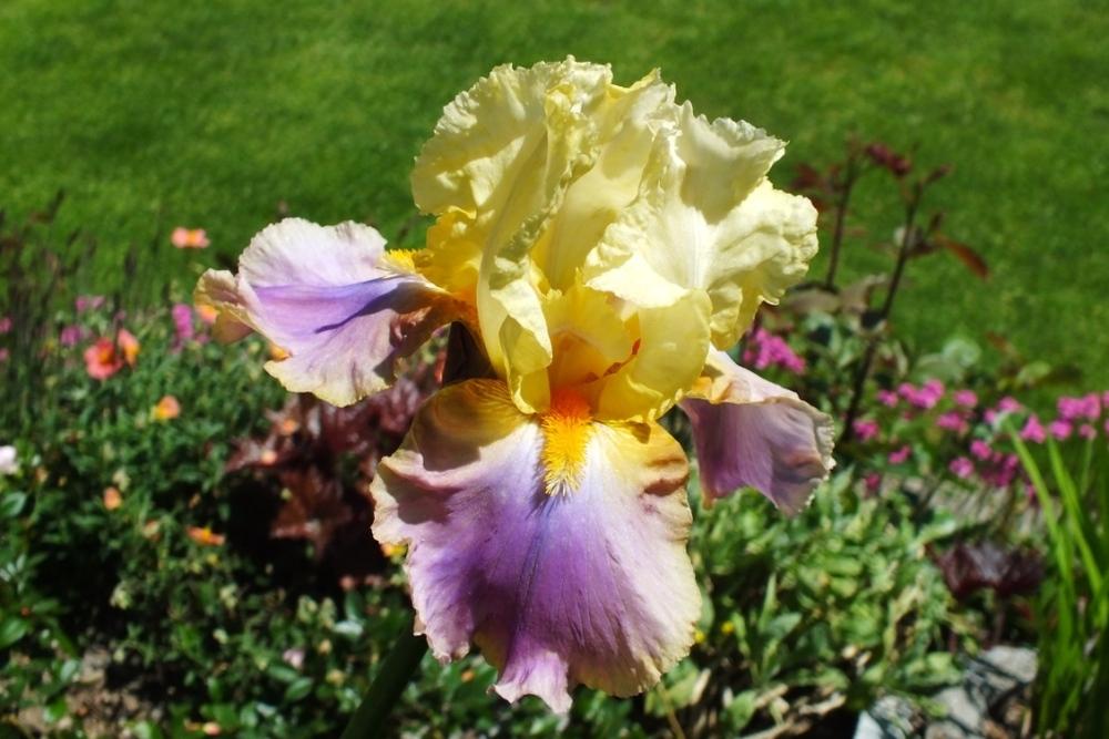 Photo of Tall Bearded Iris (Iris 'Distant Chimes') uploaded by sunnyvalley