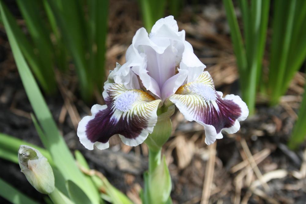 Photo of Standard Dwarf Bearded Iris (Iris 'Puddy Tat') uploaded by touchofsky