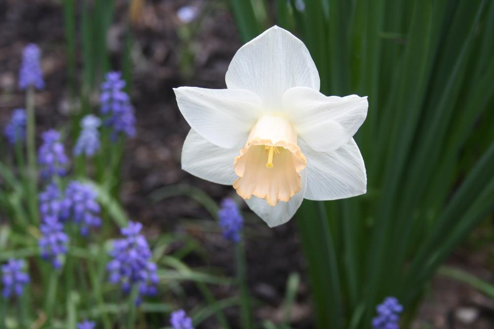 Photo of Large-cupped Daffodil (Narcissus 'Salome') uploaded by touchofsky