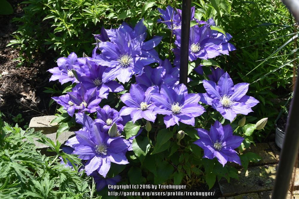 Photo of Clematis 'H.F. Young' uploaded by treehugger