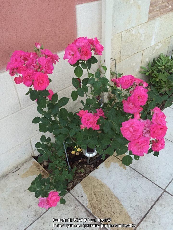 Photo of Rose (Rosa 'Sylvie Vartan') uploaded by AndreA33