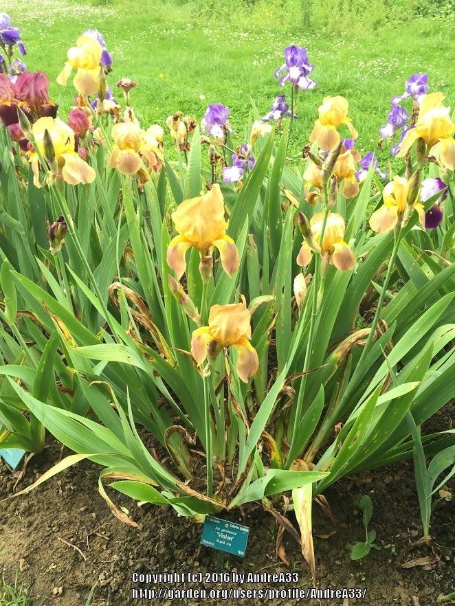 Photo of Tall Bearded Iris (Iris 'Violon') uploaded by AndreA33