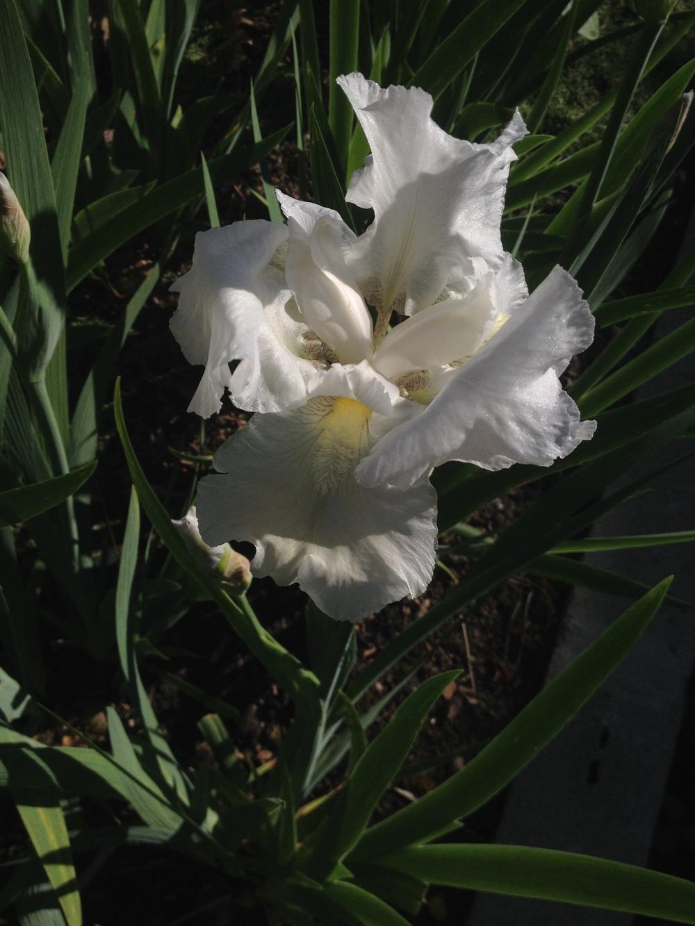 Photo of Tall Bearded Iris (Iris 'White Knight') uploaded by Arico