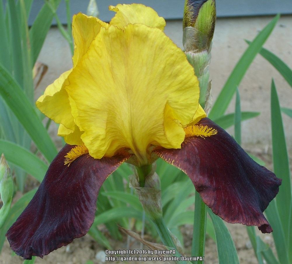 Photo of Tall Bearded Iris (Iris 'Nashborough') uploaded by DaveinPA