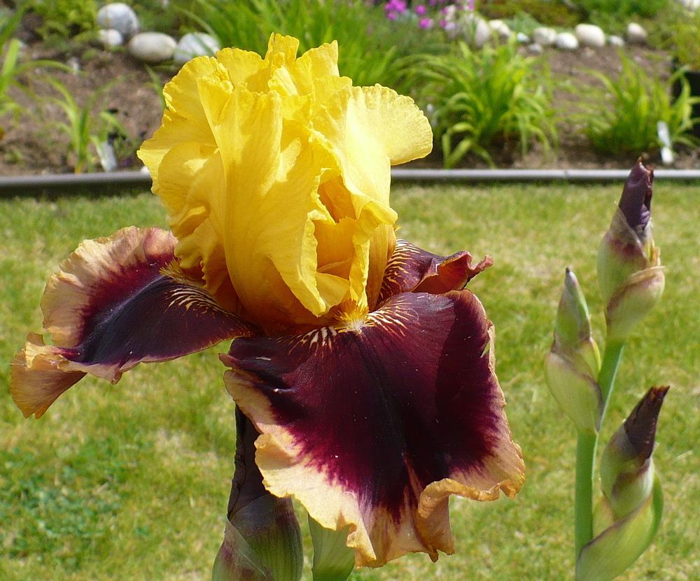 Photo of Tall Bearded Iris (Iris 'Mastery') uploaded by HemNorth