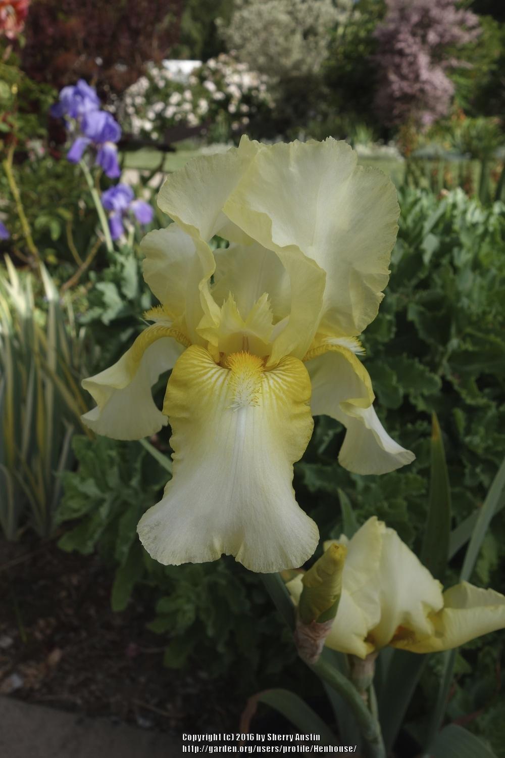 Photo of Tall Bearded Iris (Iris 'Spring Romance') uploaded by Henhouse