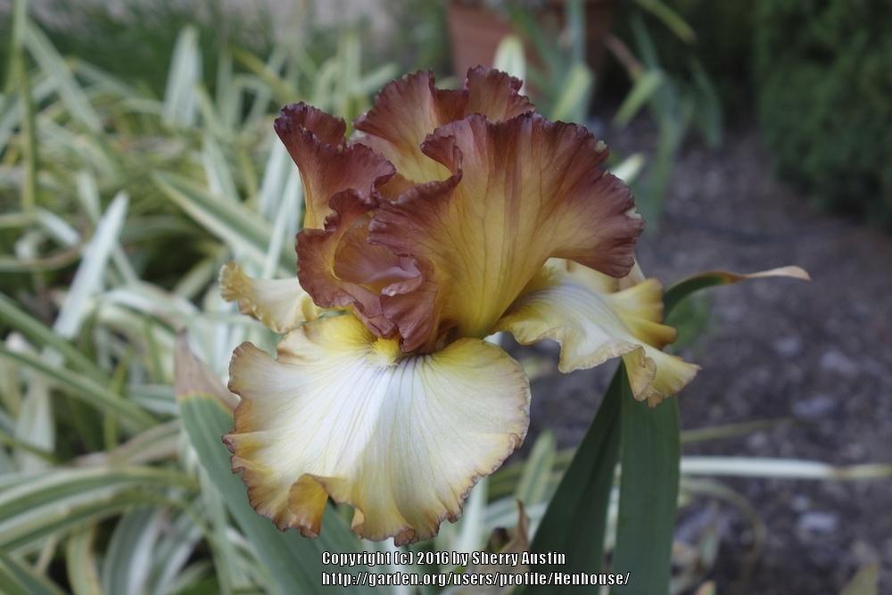 Photo of Tall Bearded Iris (Iris 'Scottish Reel') uploaded by Henhouse