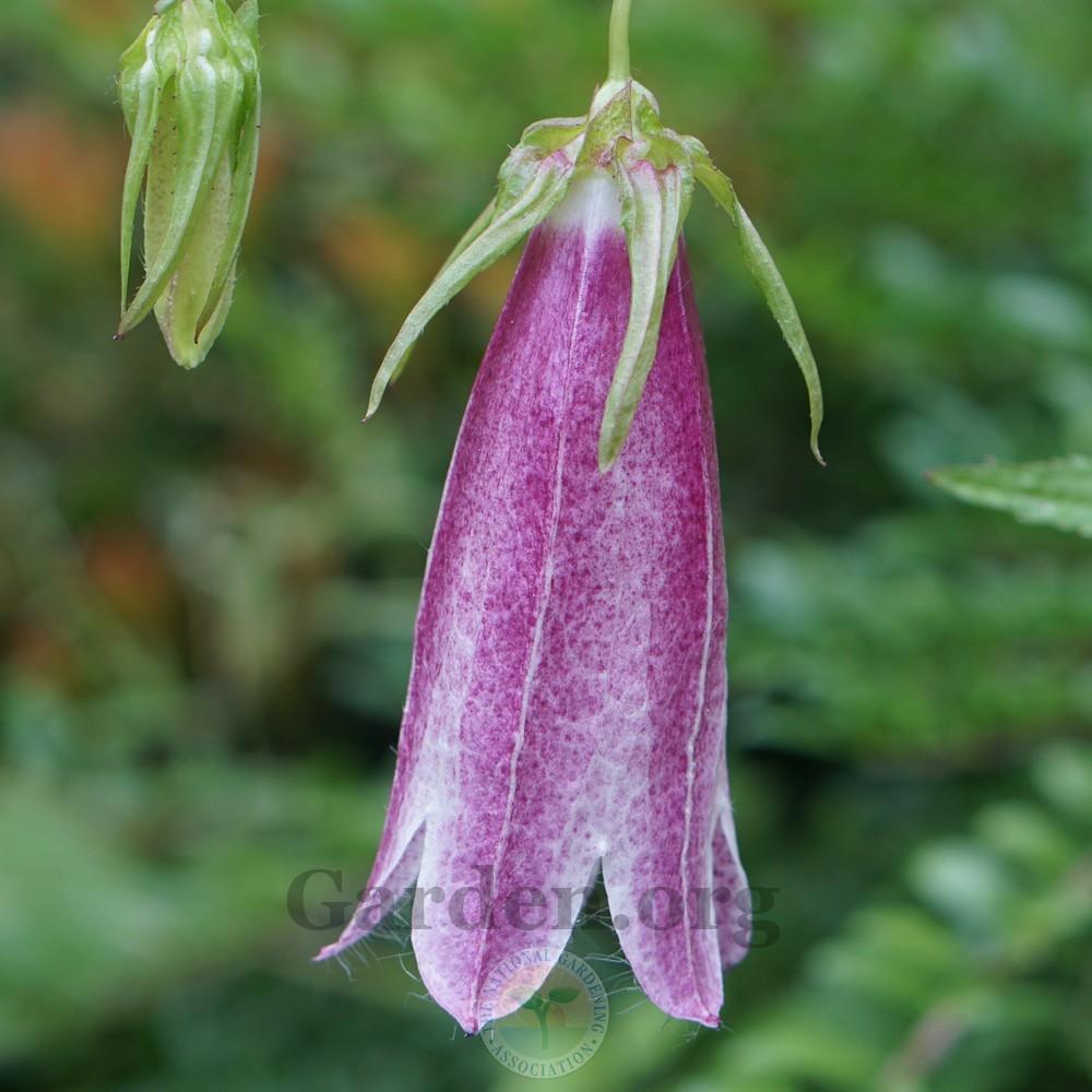 Photo of Spotted Bellflower (Campanula punctata 'Cherry Bells') uploaded by Patty
