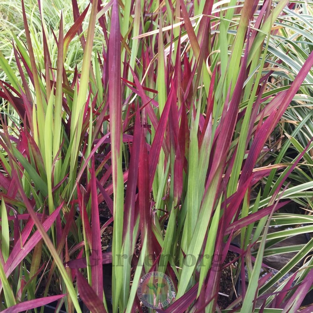 Photo of Japanese Blood Grass (Imperata cylindrica 'Rubra') uploaded by Patty