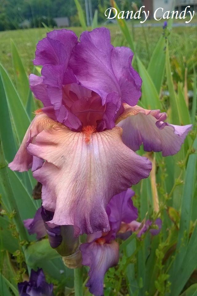 Photo of Tall Bearded Iris (Iris 'Dandy Candy') uploaded by TammyB