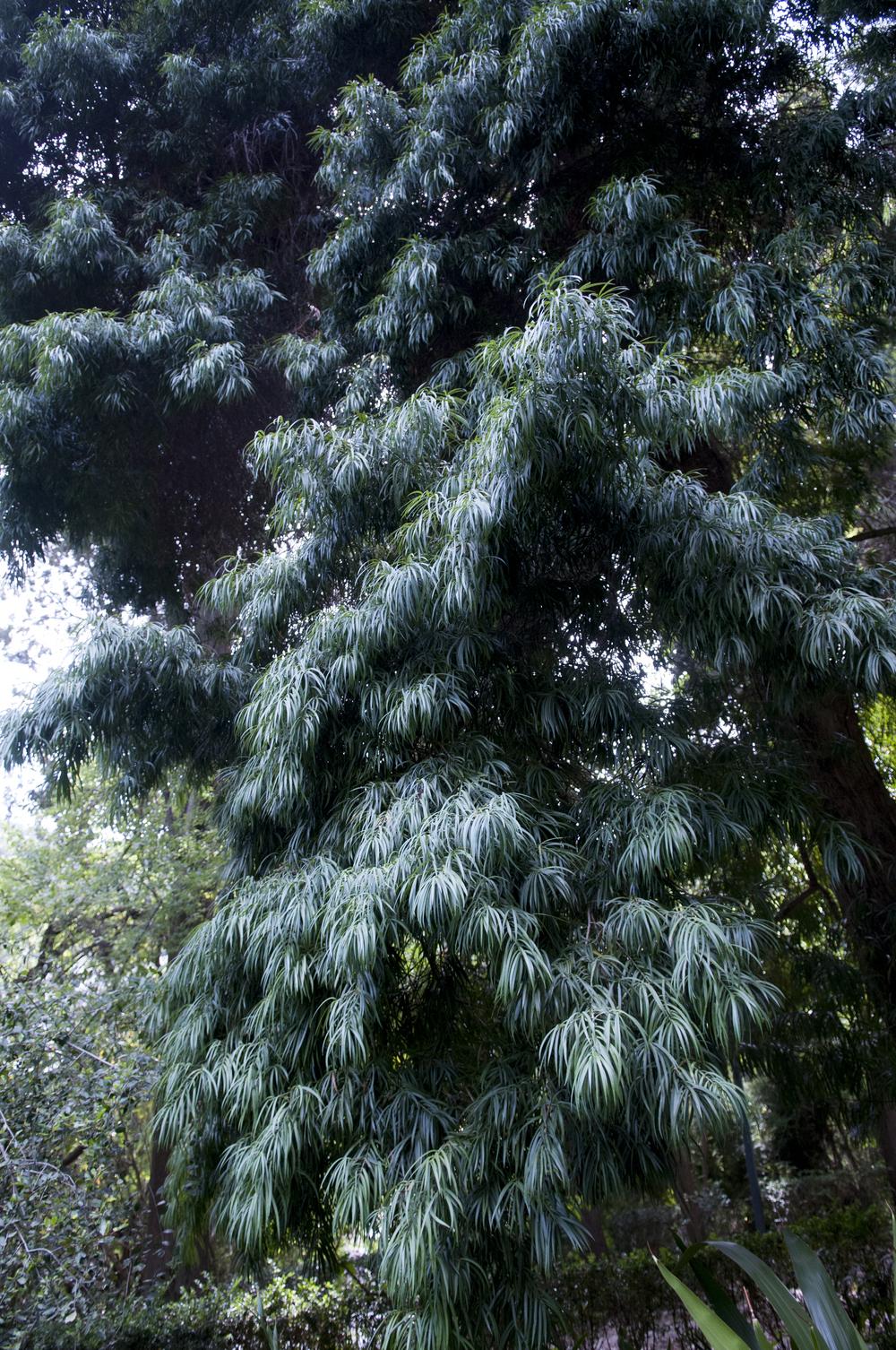 Photo of Falcate Yellowood (Podocarpus henkelii) uploaded by cliftoncat