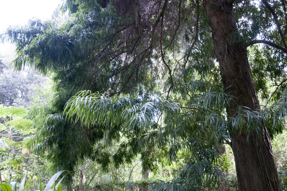 Photo of Falcate Yellowood (Podocarpus henkelii) uploaded by cliftoncat