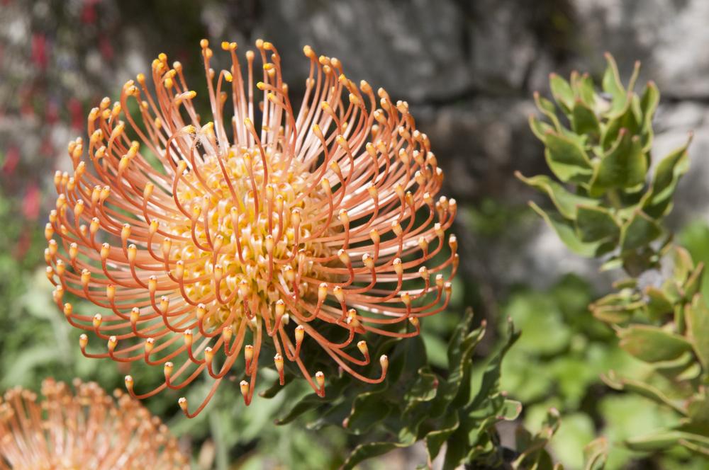 Photo of Pincushion Protea (Leucospermum cordifolium) uploaded by cliftoncat