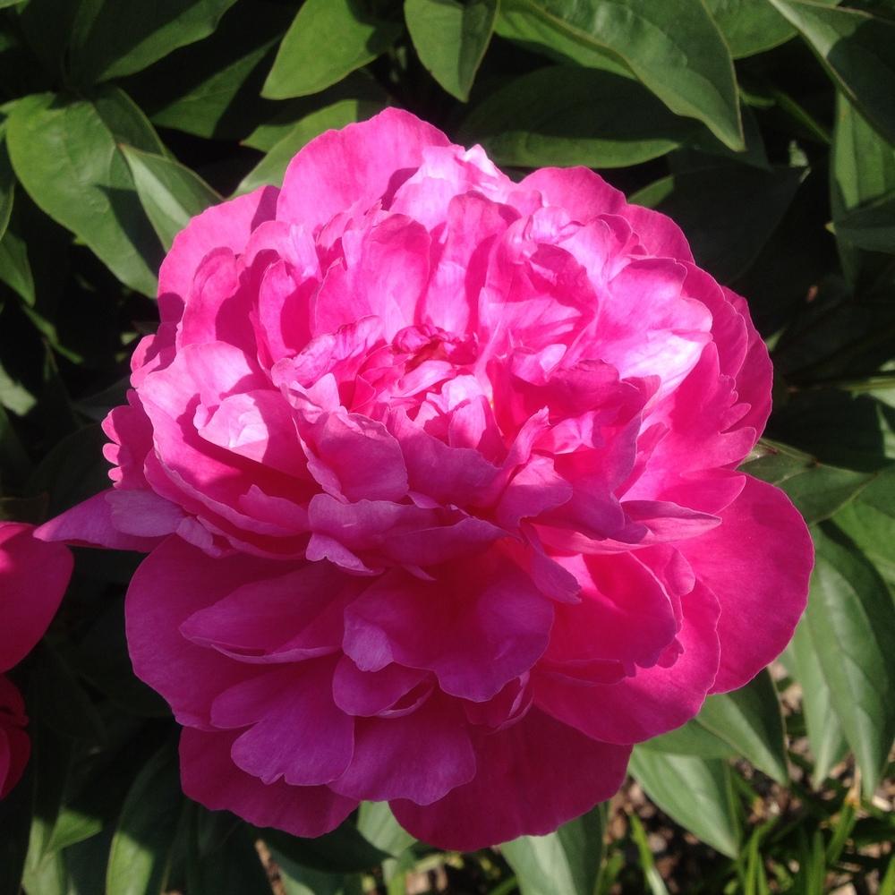 Photo of Peony (Paeonia lactiflora 'Better Times') uploaded by csandt
