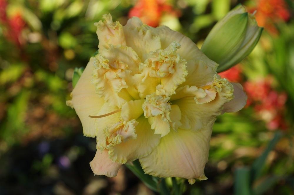 Photo of Daylily (Hemerocallis 'Cream and Sugar') uploaded by florange