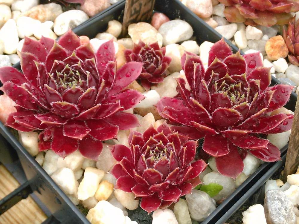 Photo of Hen and Chicks (Sempervivum 'Red Lion') uploaded by jkbingh