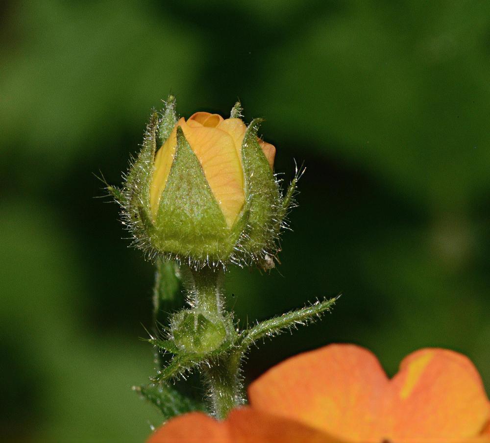Photo of Avens (Geum 'Totally Tangerine') uploaded by marsrover