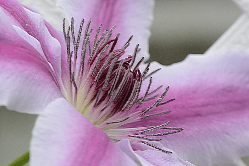 Photo of Clematis 'Nelly Moser' uploaded by marsrover