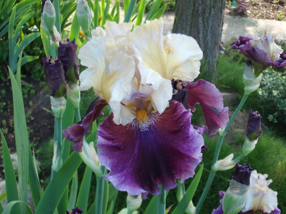 Photo of Tall Bearded Iris (Iris 'Triple Dip') uploaded by pasla3