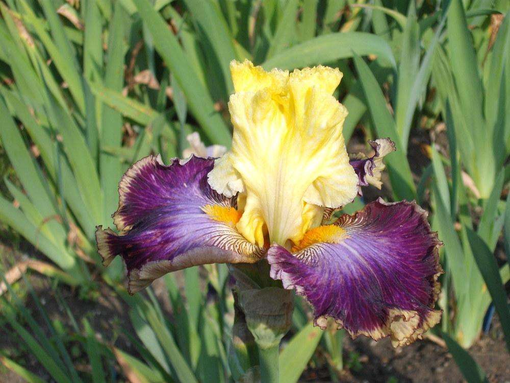 Photo of Tall Bearded Iris (Iris 'Twin Cities') uploaded by pasla3
