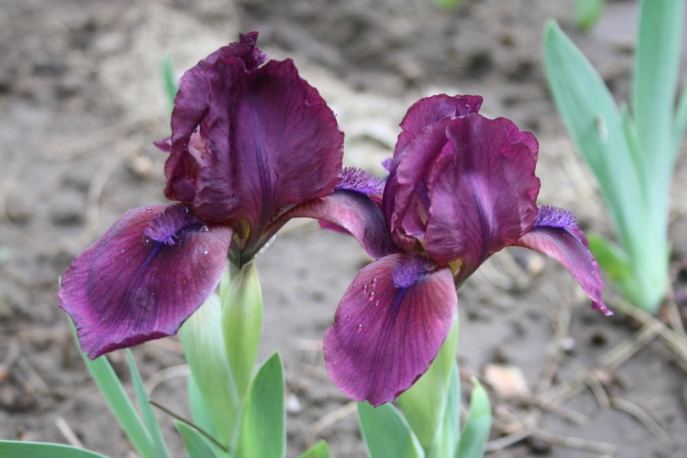 Photo of Standard Dwarf Bearded Iris (Iris 'Cherry Garden') uploaded by touchofsky