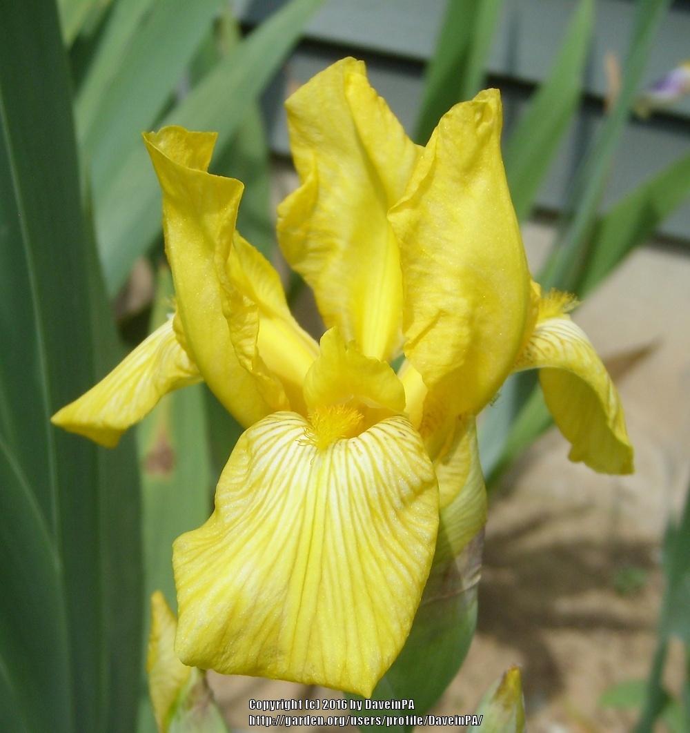 Photo of Miniature Tall Bearded Iris (Iris 'Mrs. Neubronner') uploaded by DaveinPA