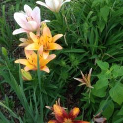 Location: Orangeburg, SC
Date: 2015-06-12
Asiatic lilies