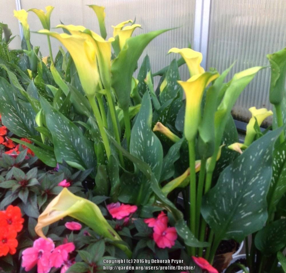 Photo of Yellow Calla Lily (Zantedeschia elliottiana) uploaded by Deebie