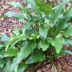 Location: Clemson, SC
Date: 2015-06-12
Zantedeschia elliottiana leaves