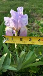 Thumb of 2016-05-28/DogsNDaylilies/882828