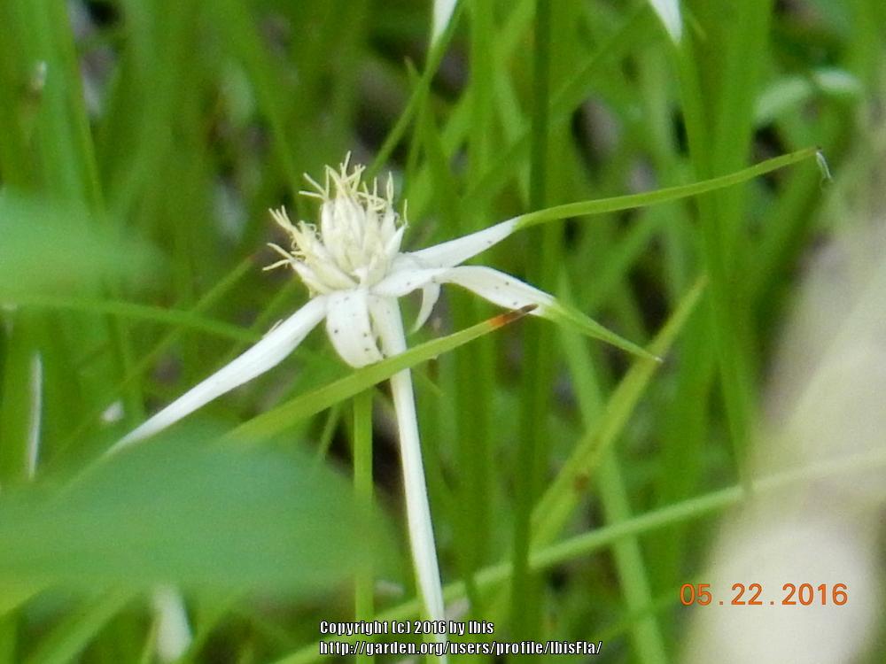 Photo of Star Sedge (Rhynchospora colorata) uploaded by IbisFla