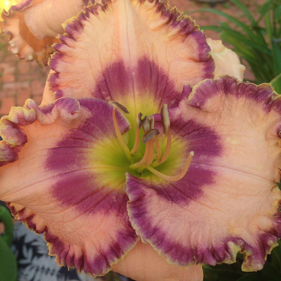 Photo of Daylily (Hemerocallis 'Force to Be Reckoned With') uploaded by Jadestar09