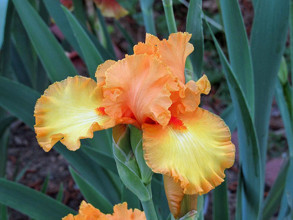 Photo of Tall Bearded Iris (Iris 'Ferragosto') uploaded by Lestv