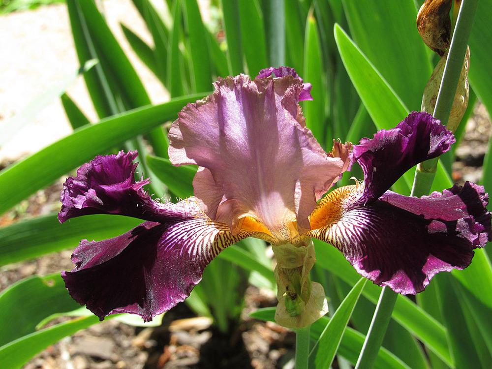 Photo of Tall Bearded Iris (Iris 'Smith Named Keith') uploaded by Lestv