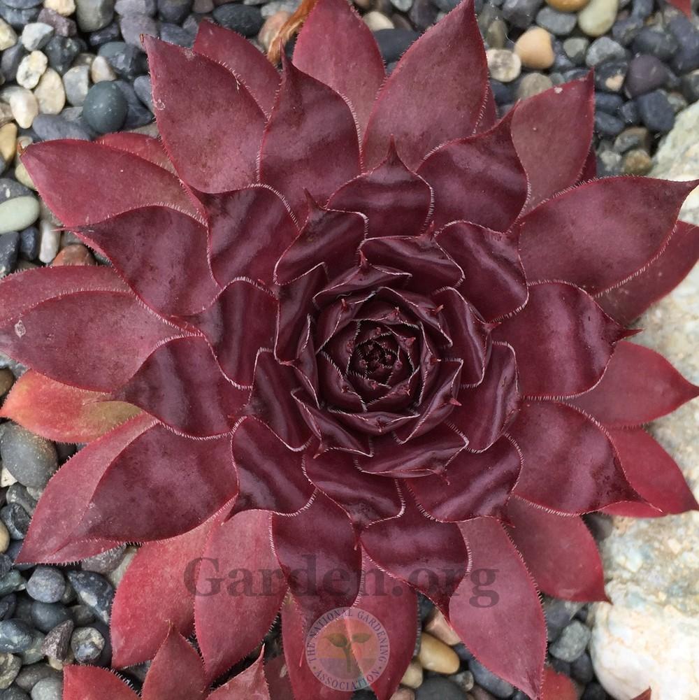 Photo of Hen and Chicks (Sempervivum 'Galahad') uploaded by Patty