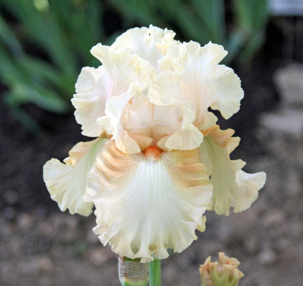 Photo of Tall Bearded Iris (Iris 'Peaches and Dreams') uploaded by Snork