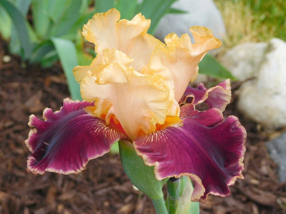 Photo of Tall Bearded Iris (Iris 'Mexican Holiday') uploaded by bramedog