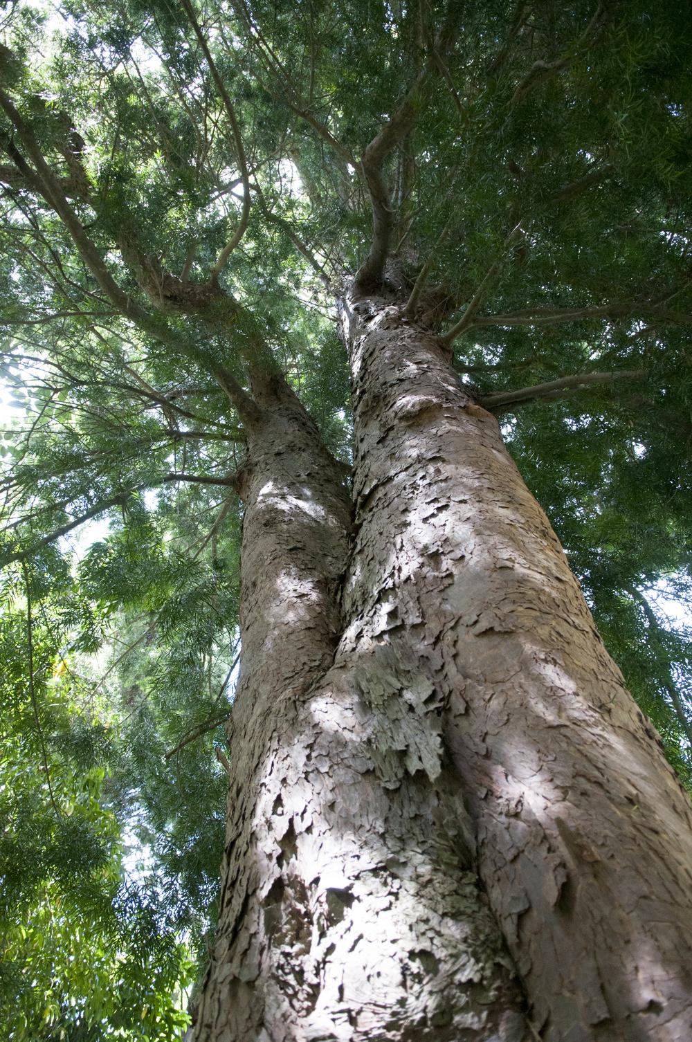 Photo of Common Yellowwood (Afrocarpus falcatus) uploaded by cliftoncat