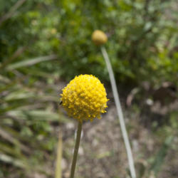 Location: Jardin des Serres de la Madone, Menton, France
Date: 2016-05-28
This one I HAVE to have!  Yellow lollypop flower?  Oh yes...