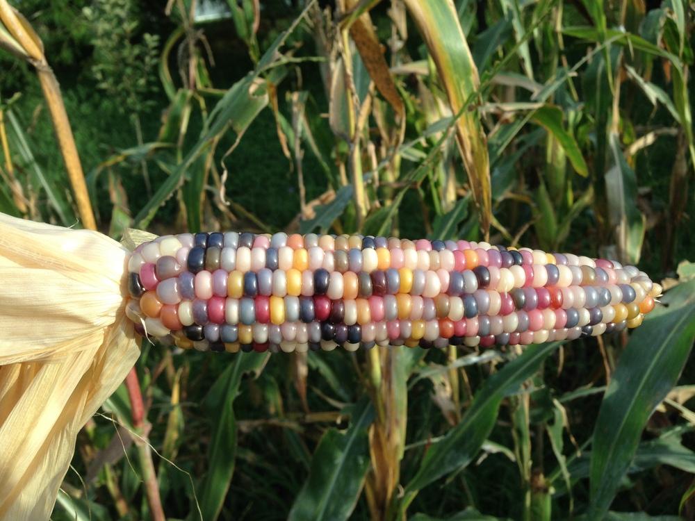 Photo of Popcorn (Zea mays subsp. mays 'Glass Gem') uploaded by coryvp