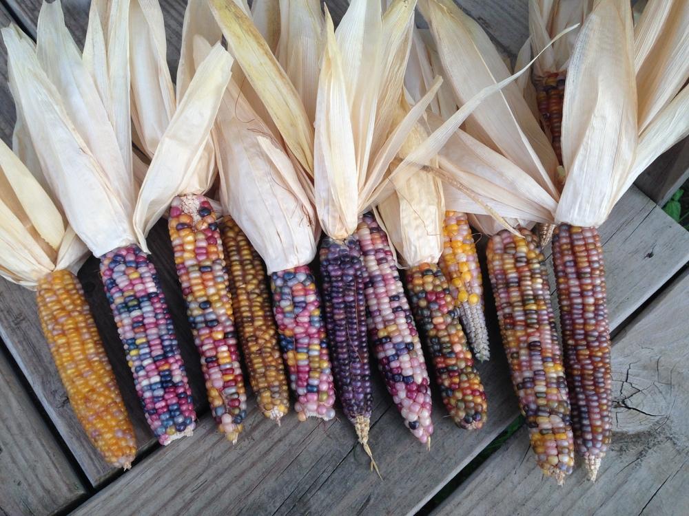Photo of Popcorn (Zea mays subsp. mays 'Glass Gem') uploaded by coryvp