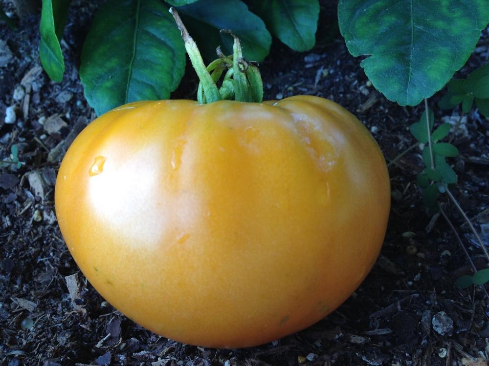 Photo of Tomato (Solanum lycopersicum 'Persimmon') uploaded by coryvp