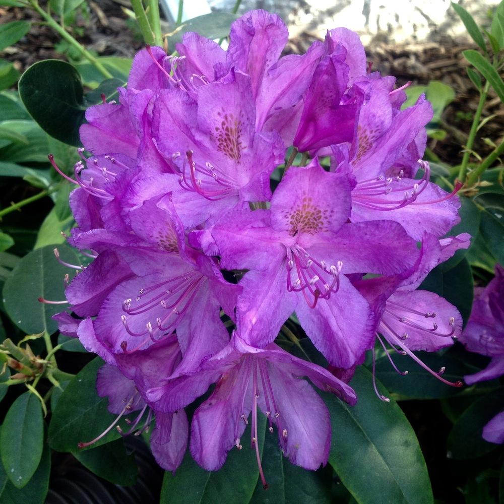 Photo of Rhododendron 'Lee's Dark Purple' uploaded by csandt