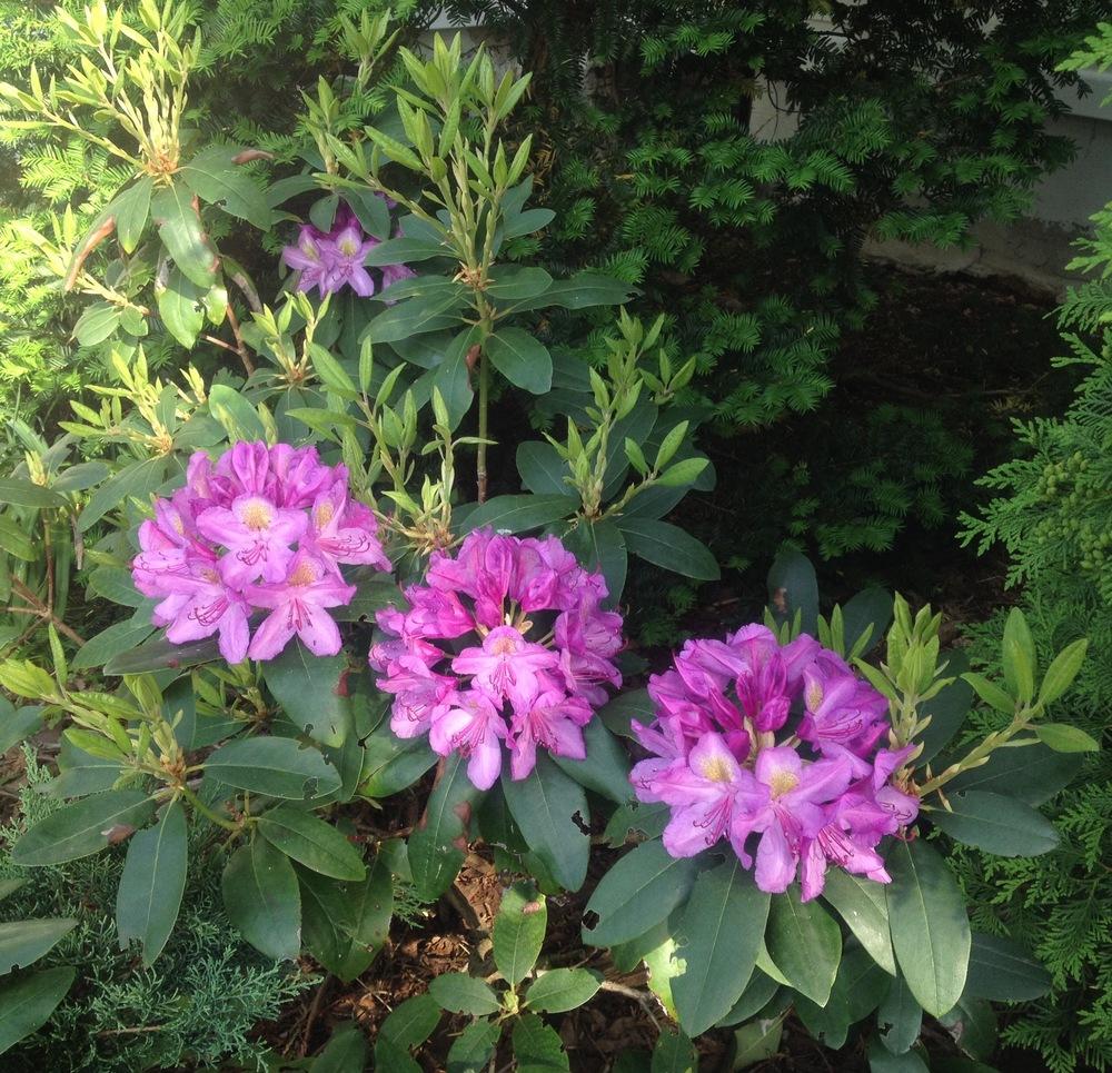 Photo of Rhododendron 'Purpureum Elegans' uploaded by csandt