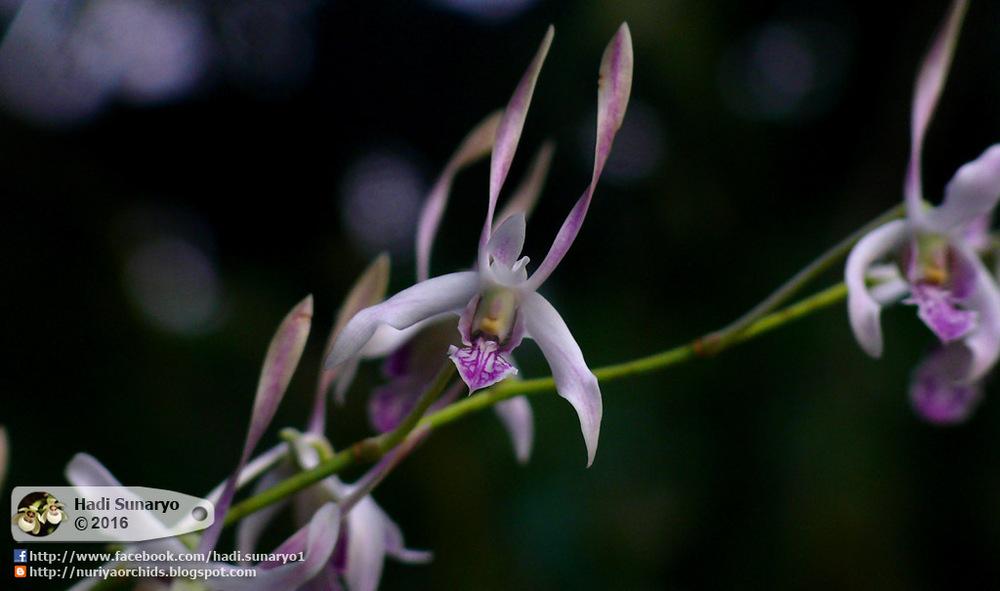 Photo of Orchid (Dendrobium x andersonianum) uploaded by hadi