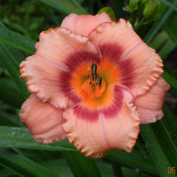 Location: Lewisville, AR (zone 8a)
Date: 2016-05-28
Hemerocallis 'Strawberry Fields Forever'. One of my very first, a