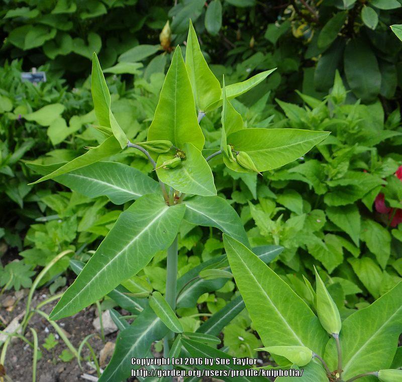 Photo of Gopher Spurge (Euphorbia lathyris) uploaded by kniphofia
