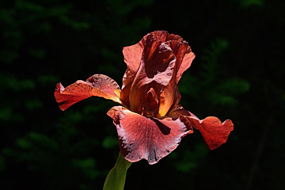 Photo of Tall Bearded Iris (Iris 'Spartan') uploaded by marsrover